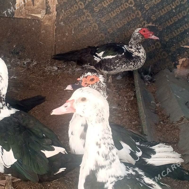 Ördek indeutga - Бузмеин - img 5