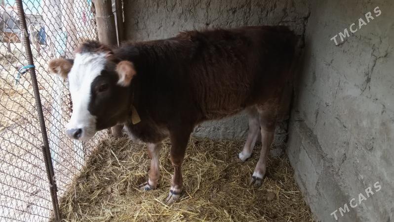 tuwe - Бахарден - img 1