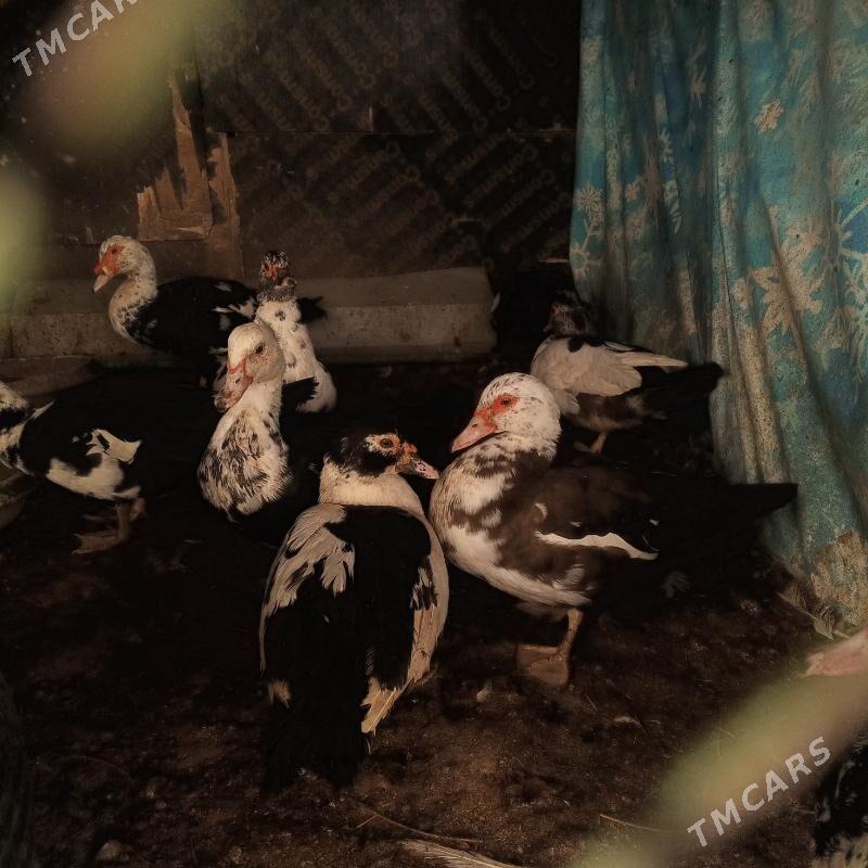 Ördek indeutga - Бузмеин - img 2