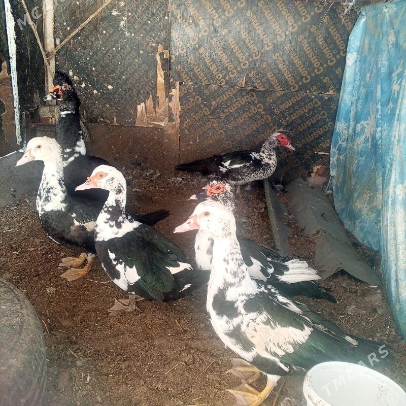 Ördek indeutga - Бузмеин - img 7