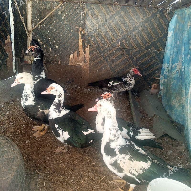 Ördek indeutga - Бузмеин - img 9