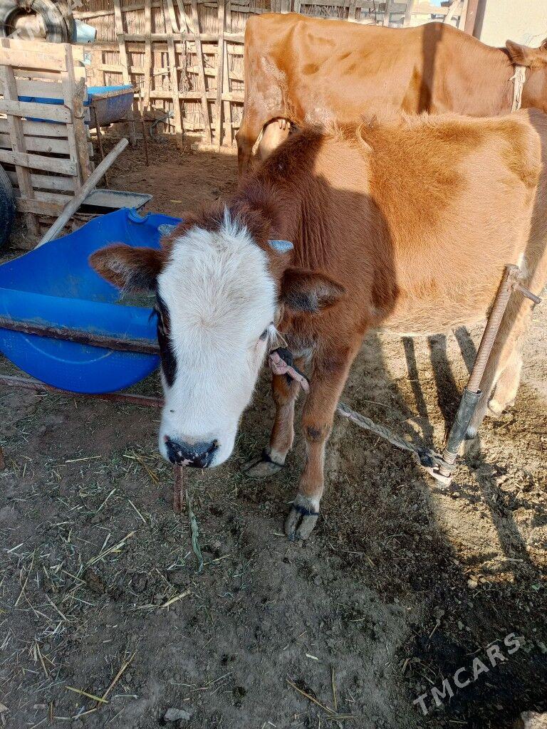 Gulajyn - Векильбазар - img 3