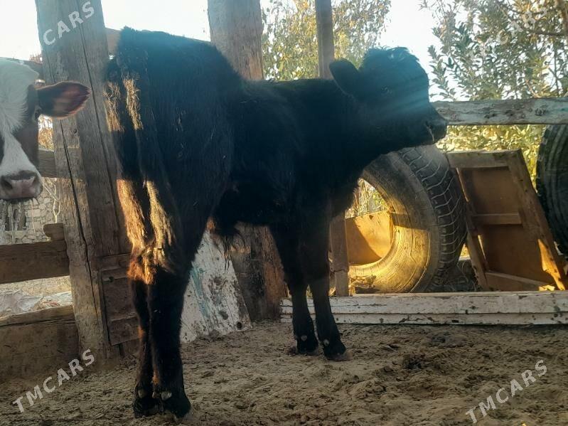 Öküzçe - Балканабат - img 3