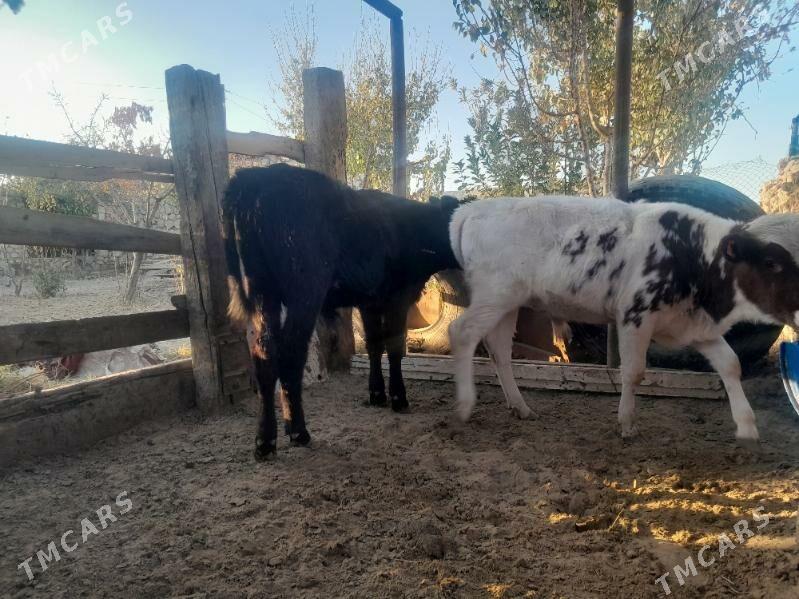 Öküzçe - Балканабат - img 1