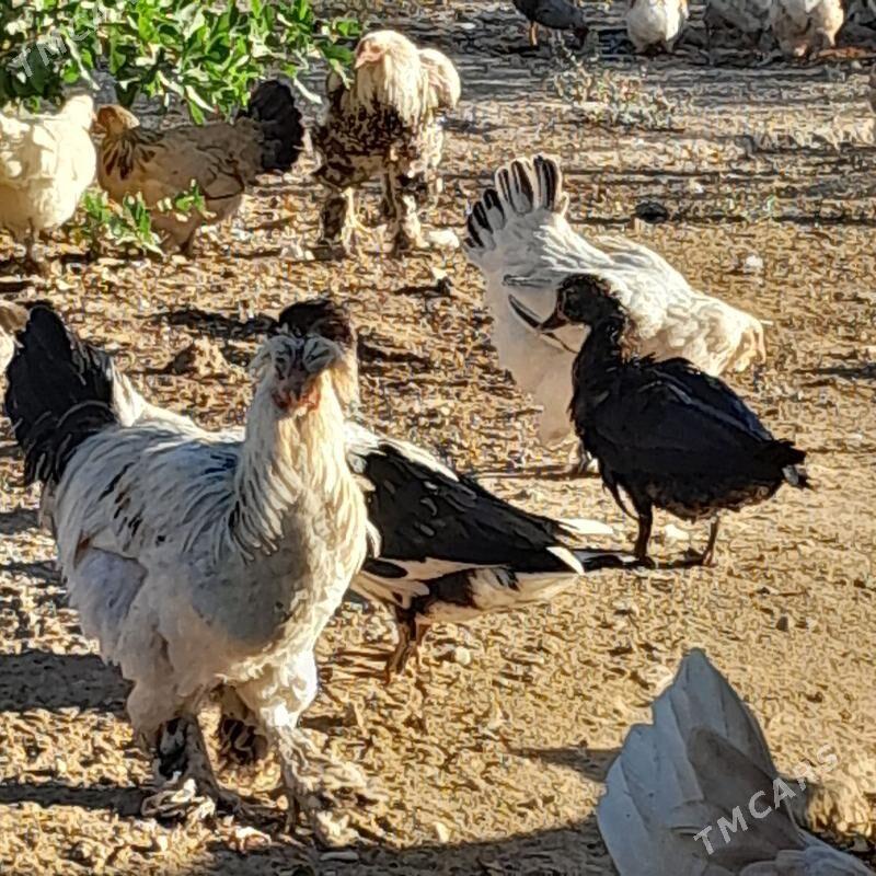 Balgar towuk - Änew - img 2