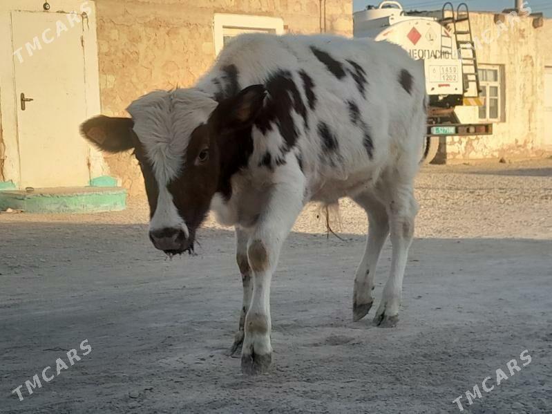 Öküzçe - Балканабат - img 4