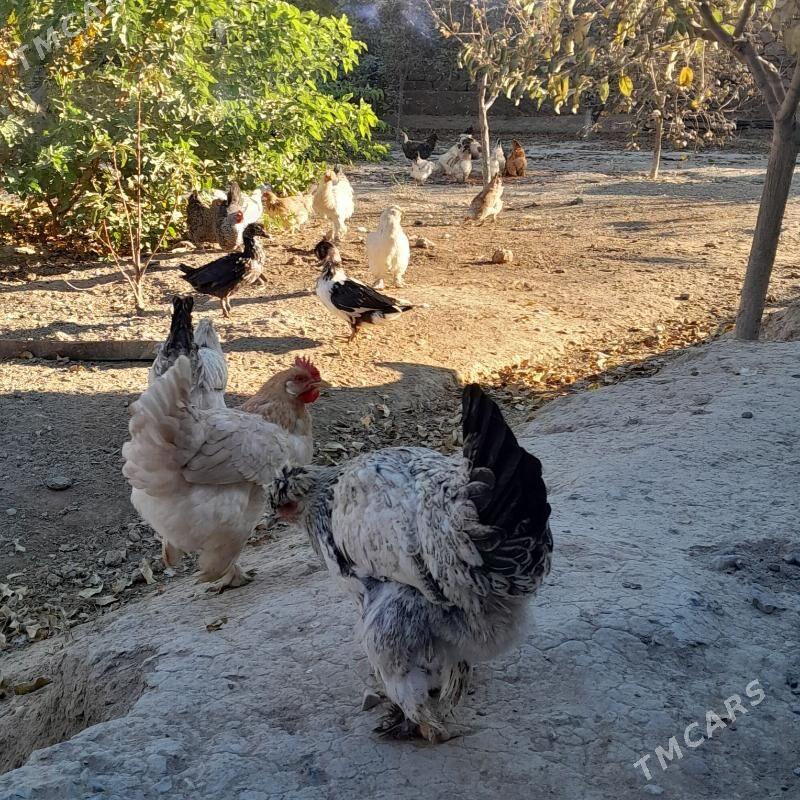 Balgar towuk - Änew - img 3