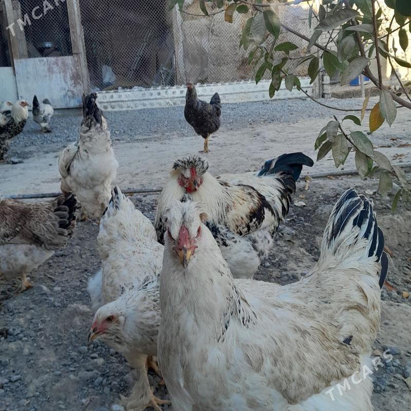 Balgar towuk - Änew - img 5