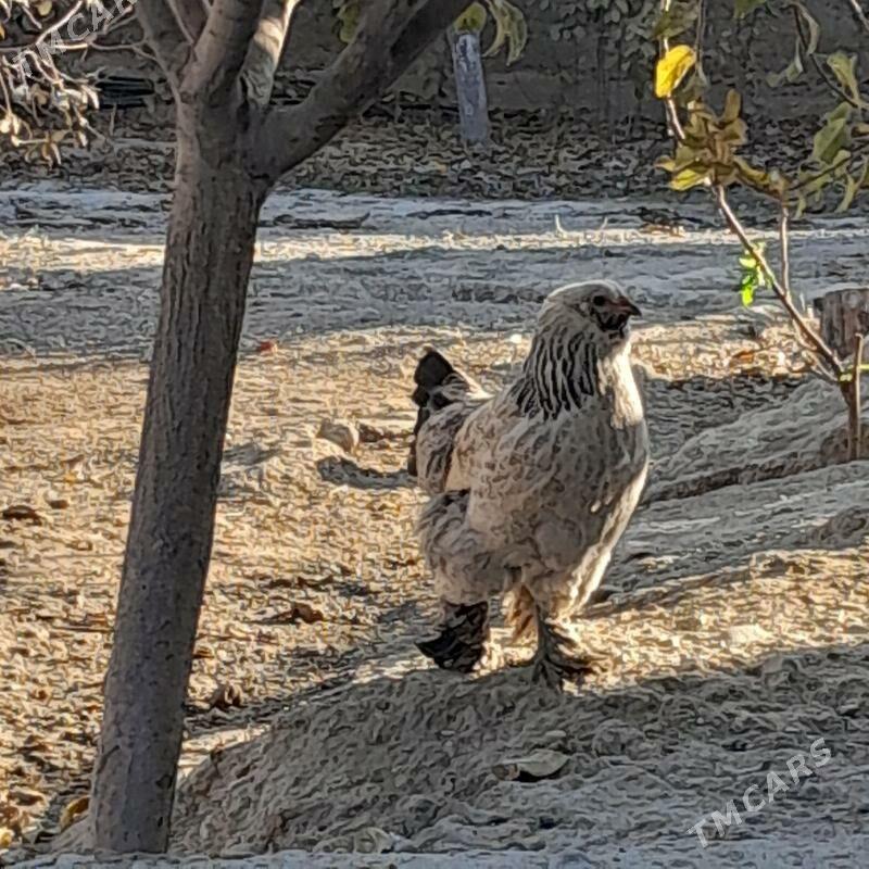 Balgar towuk - Änew - img 4