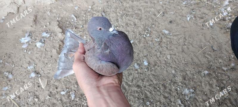 kepderi - Mary - img 5