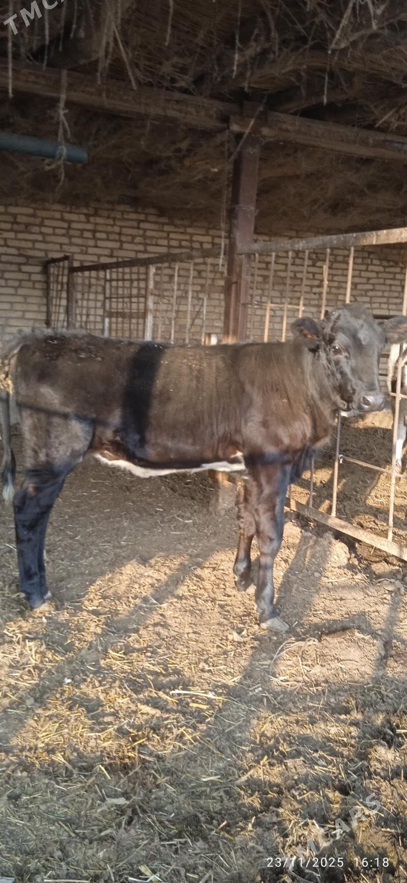 çorny pyostra saglyklar - Дянев - img 2