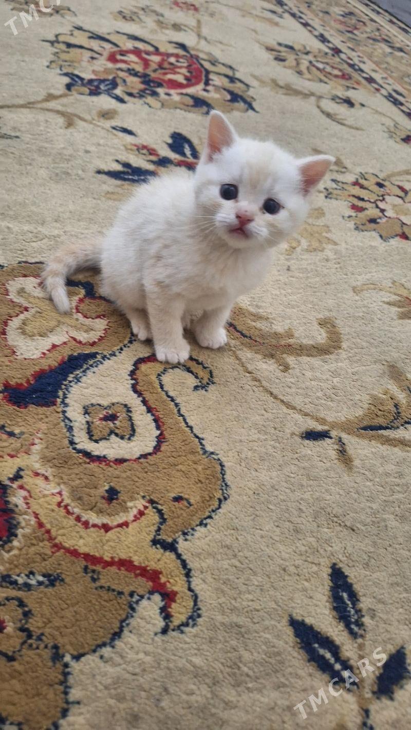 Şotlanskiy şinşil pişik - Daşoguz - img 5