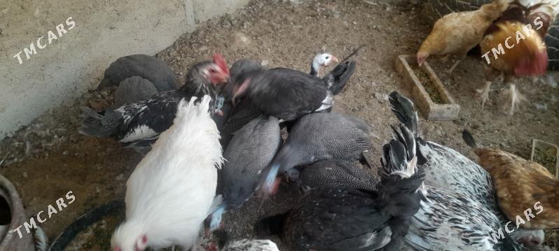 towuk sizarka - Balkanabat - img 2