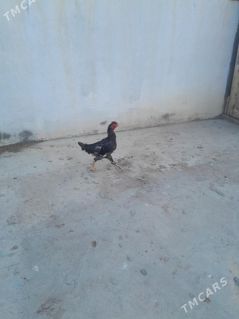 horoz - Балканабат - img 2