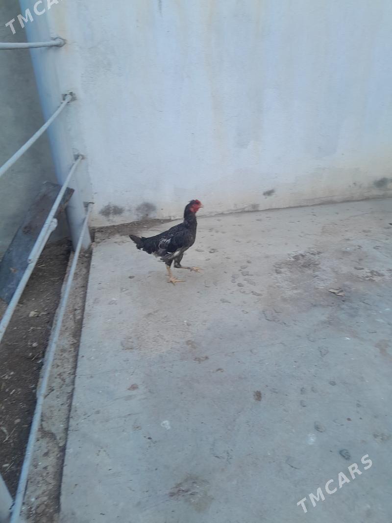 horoz - Балканабат - img 3