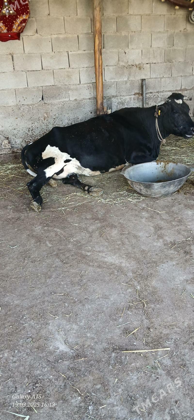 corny piyostyr sygyr - Aşgabat - img 2