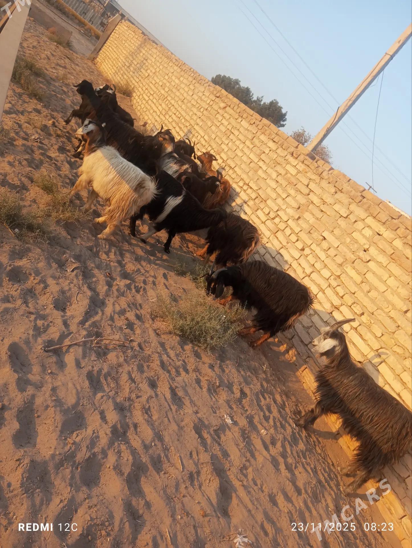 geçiller - Farap - img 3