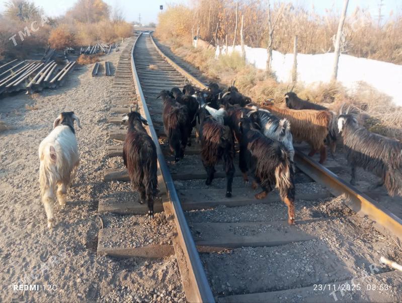 geçiller - Farap - img 5