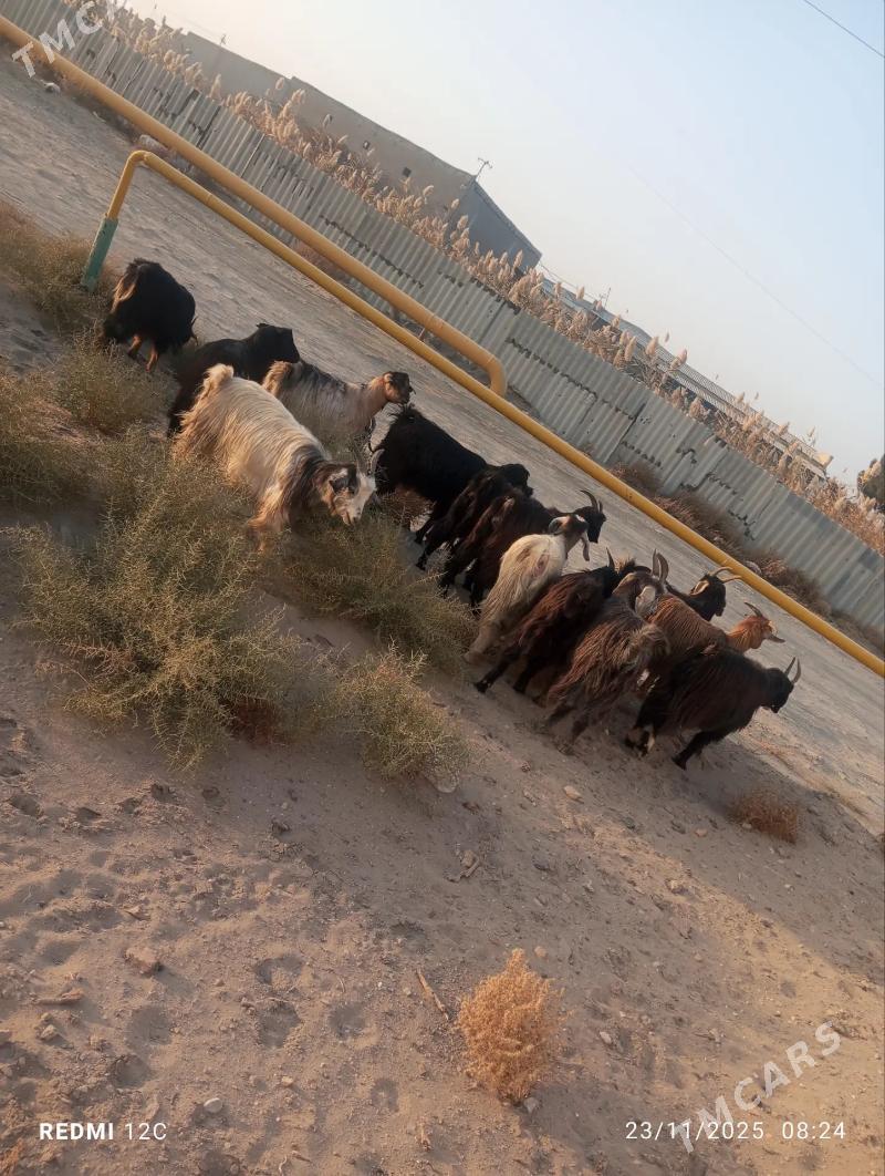 geçiller - Farap - img 2