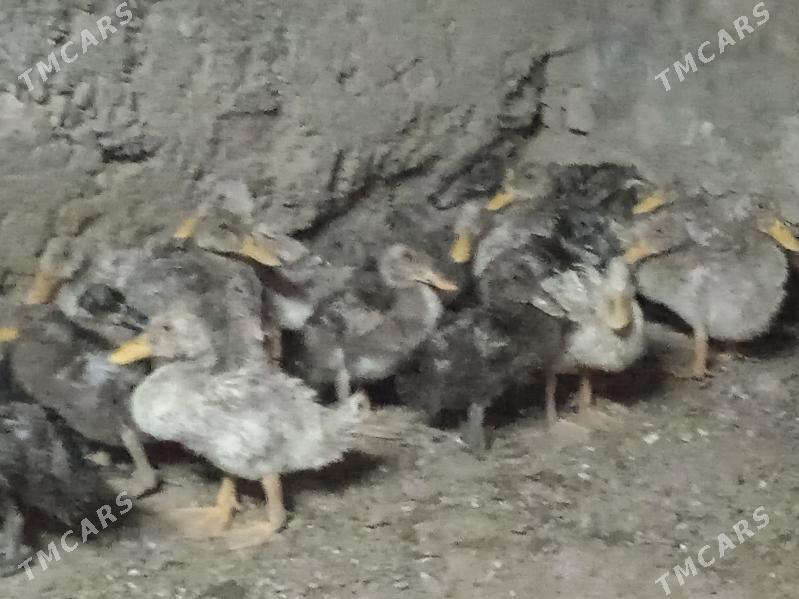 Gak Gak juje - Tejen - img 2