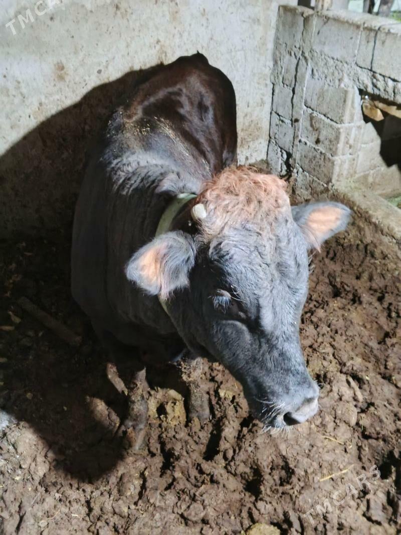 okuz - Бузмеин - img 5