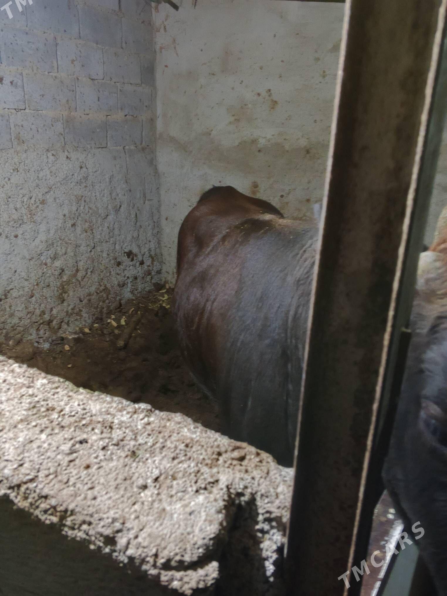 okuz - Бузмеин - img 2