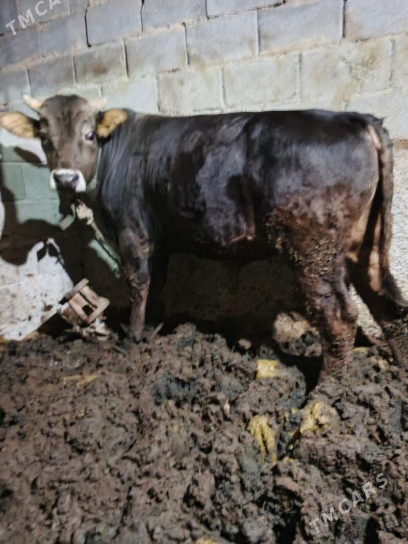 okuz - Бузмеин - img 6