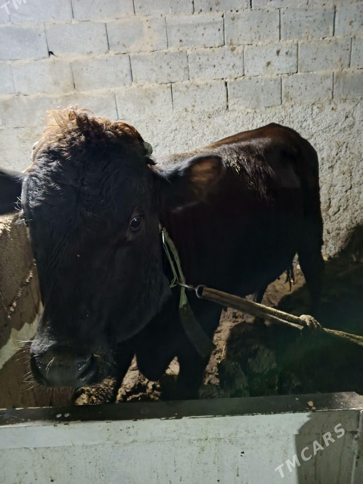 okuz - Бузмеин - img 4