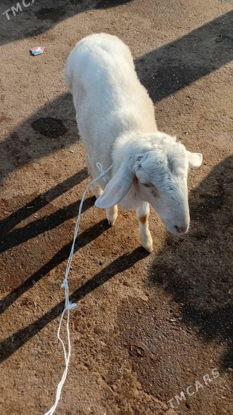 Goyun - Çärjew - img 5