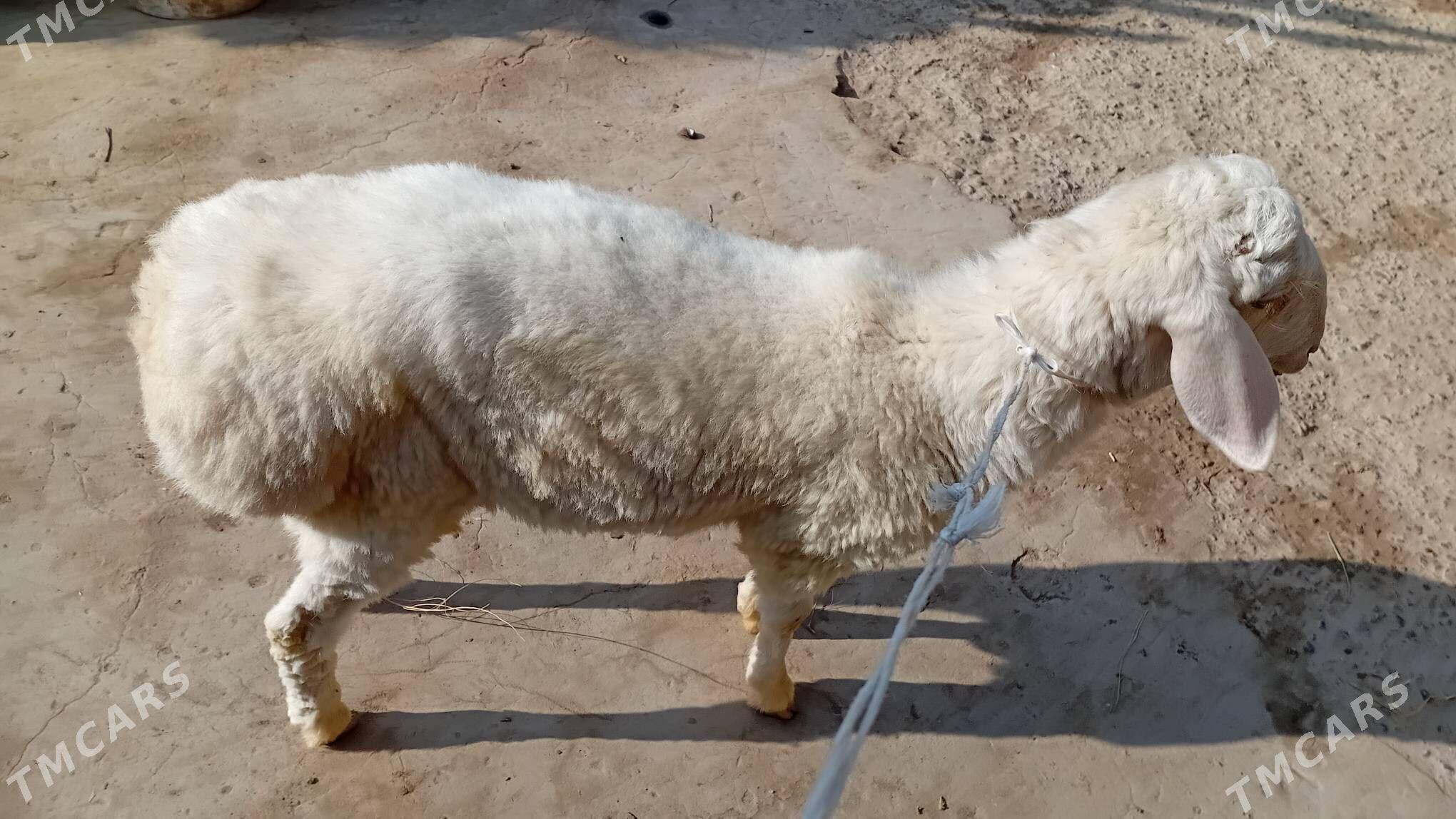 Goyun - Çärjew - img 3