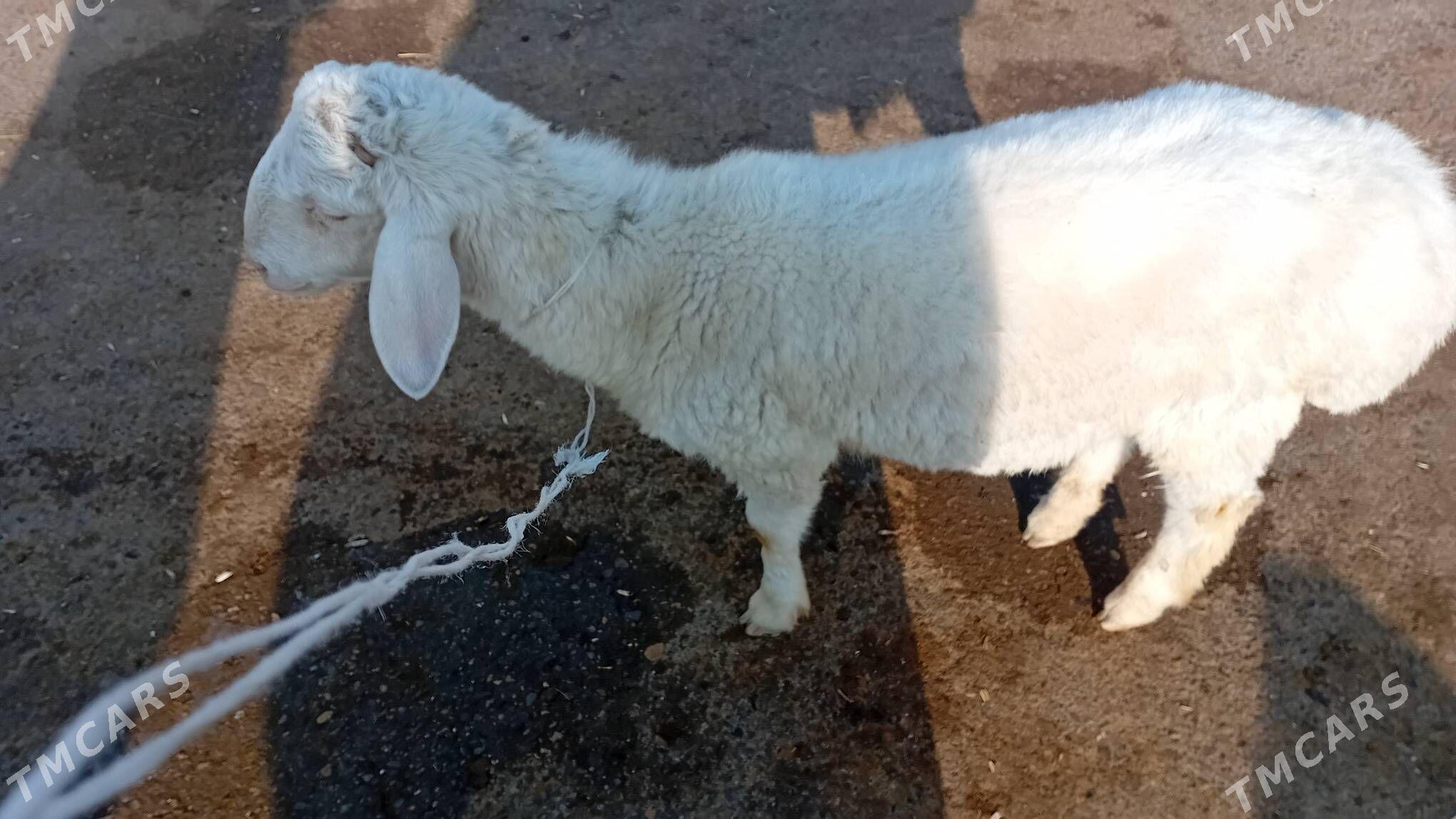 Goyun - Çärjew - img 4