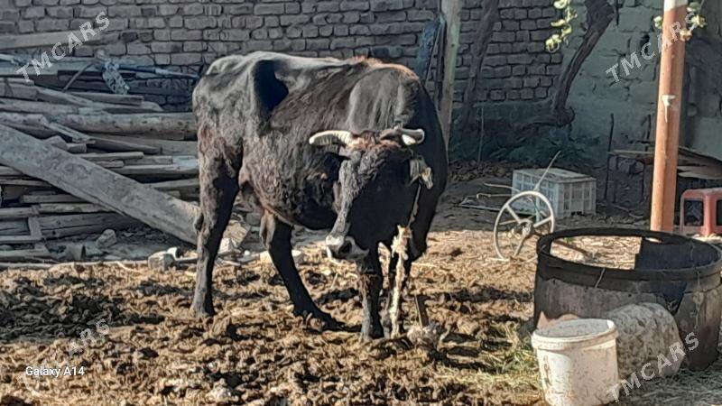 sygyr okuz gõle tuwe bakylan - Бахарден - img 4