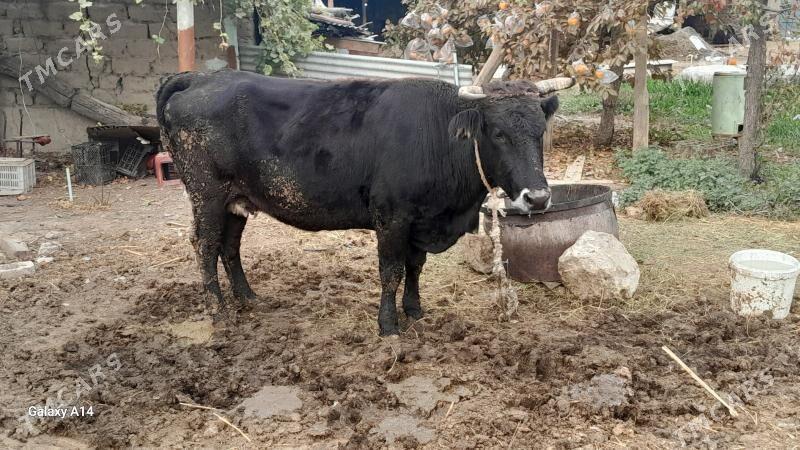 sygyr okuz gõle tuwe bakylan - Бахарден - img 2