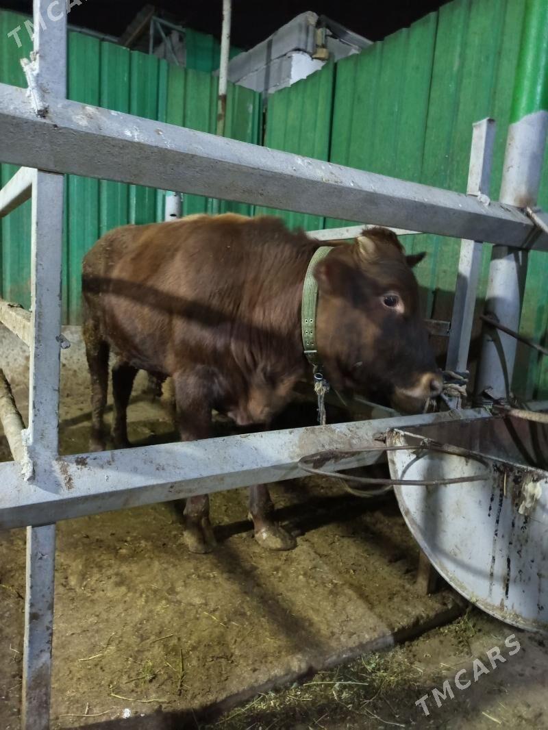 uly mallar - Тязе заман - img 3