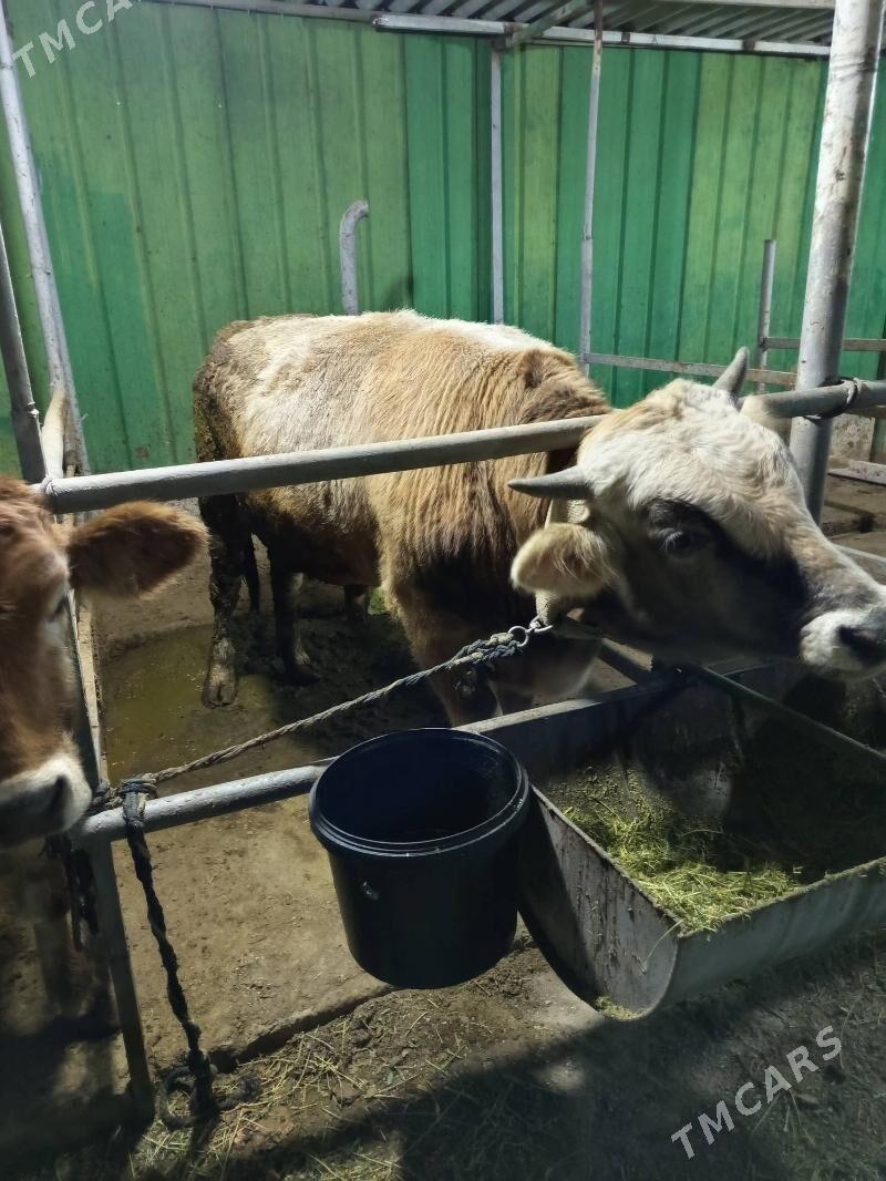 uly mallar - Тязе заман - img 4