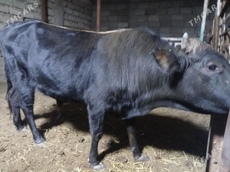 Okuz - Бузмеин - img 1