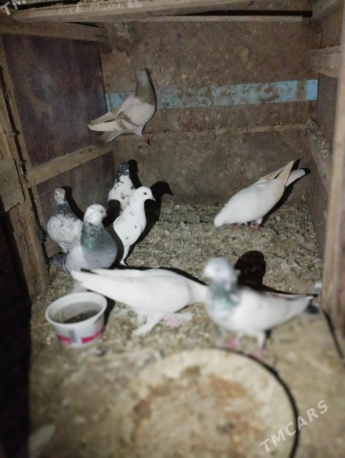 kepderi - Теджен - img 3