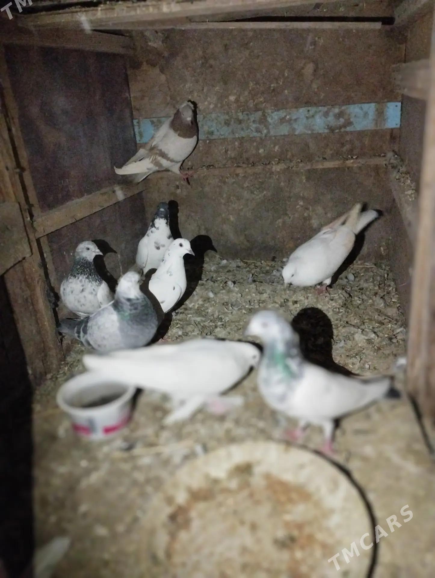 kepderi - Теджен - img 4