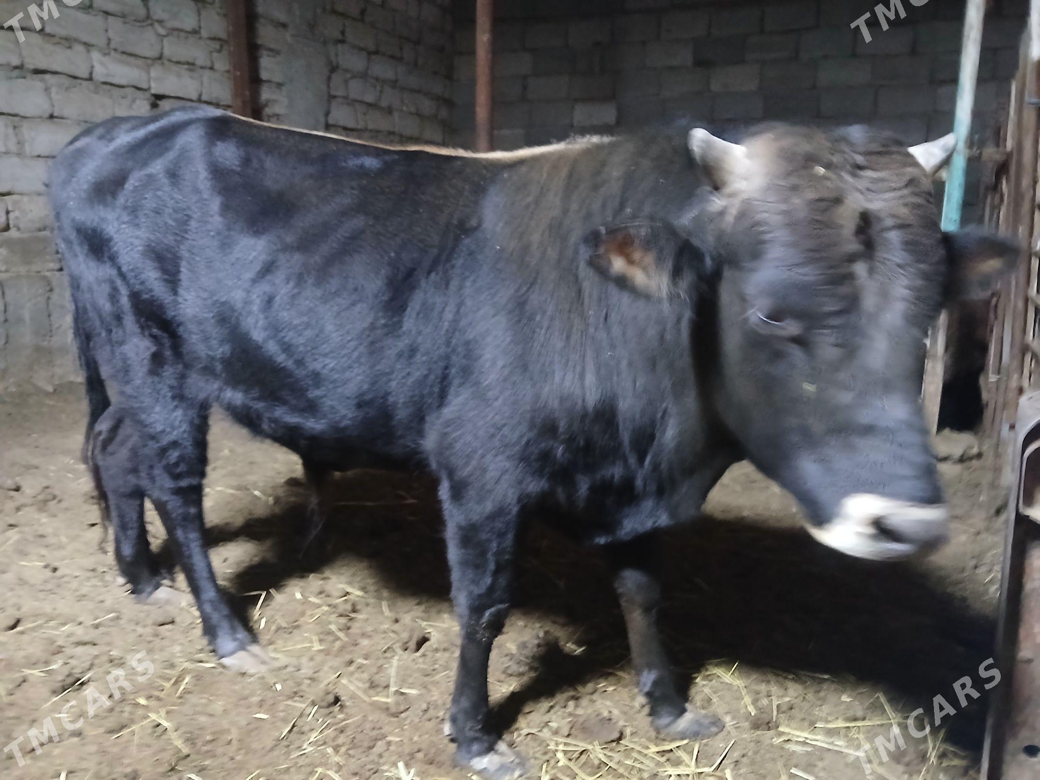 Okuz - Бузмеин - img 2