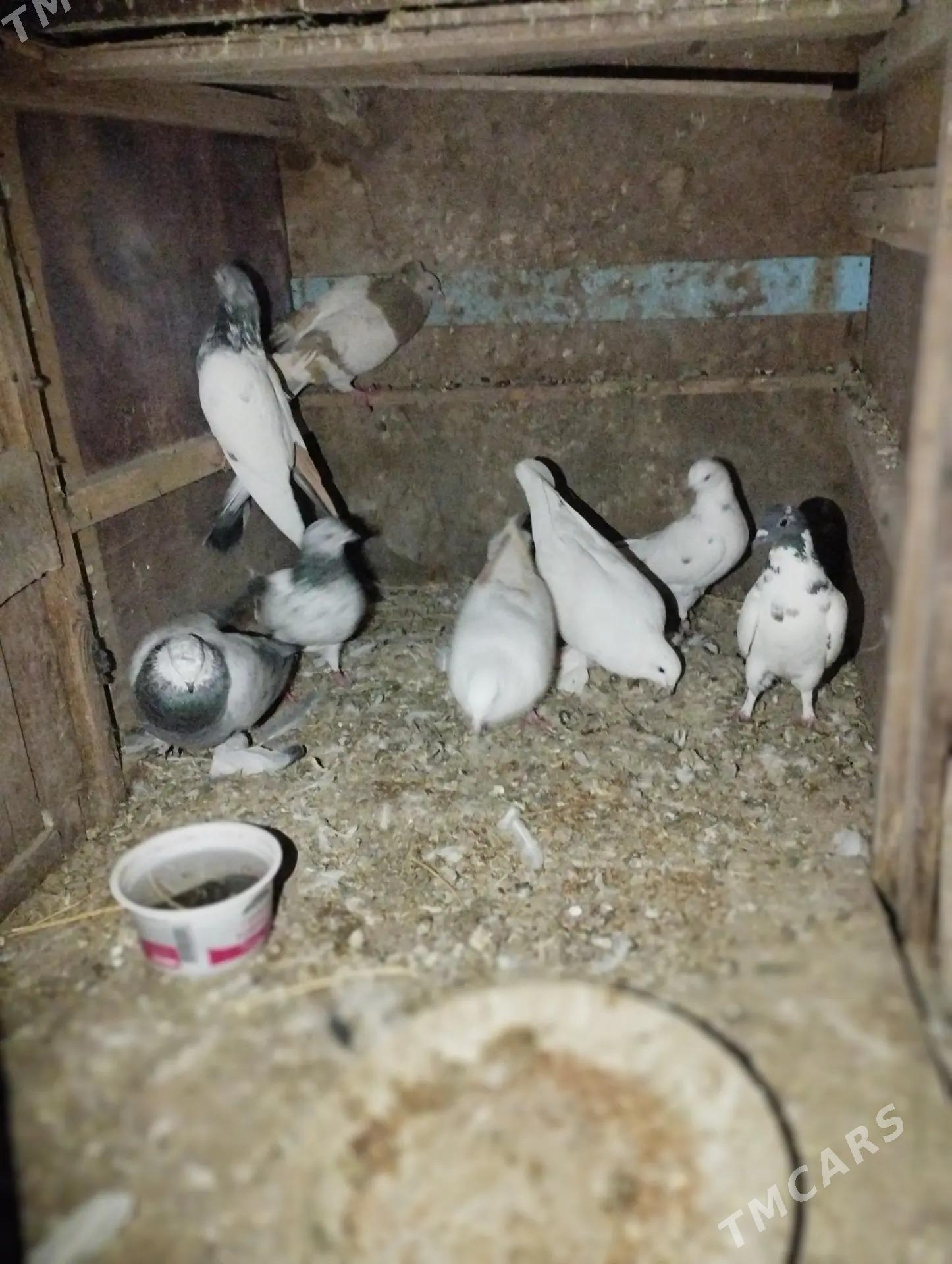 kepderi - Теджен - img 2