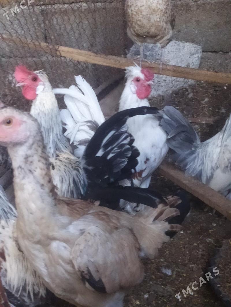 horaz leyli  gowy juje berip 5 - Çoganly - img 4