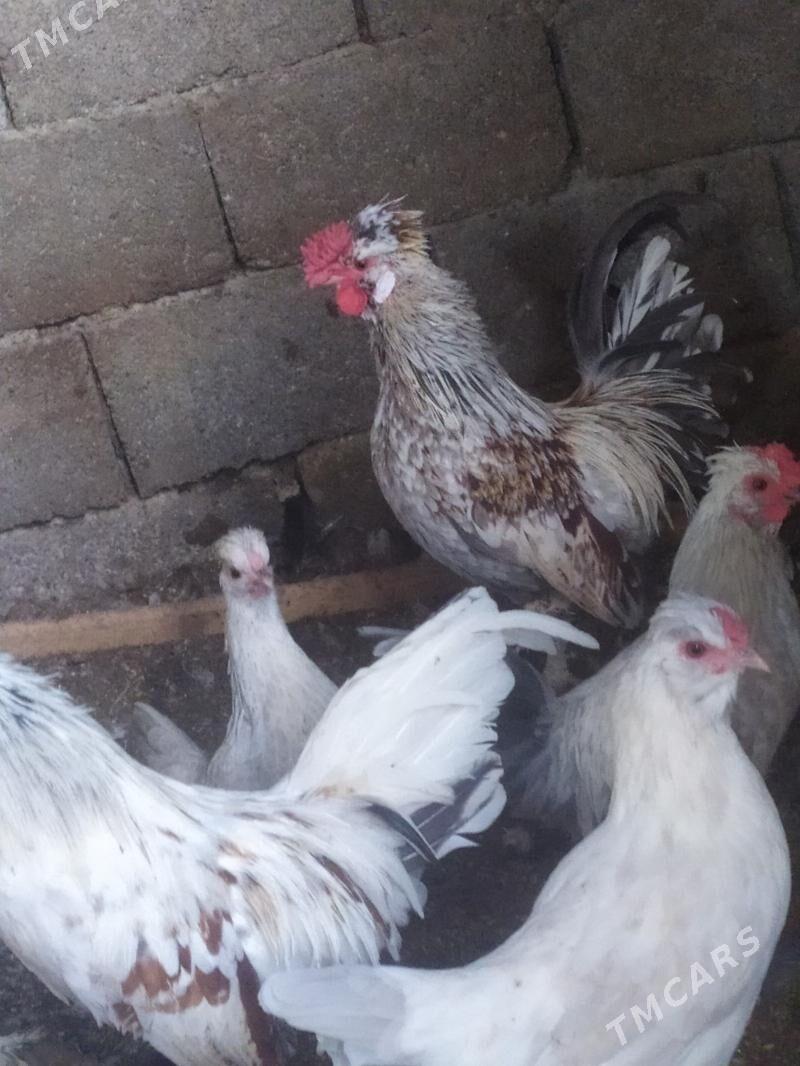 horaz leyli  gowy juje berip 5 - Çoganly - img 3