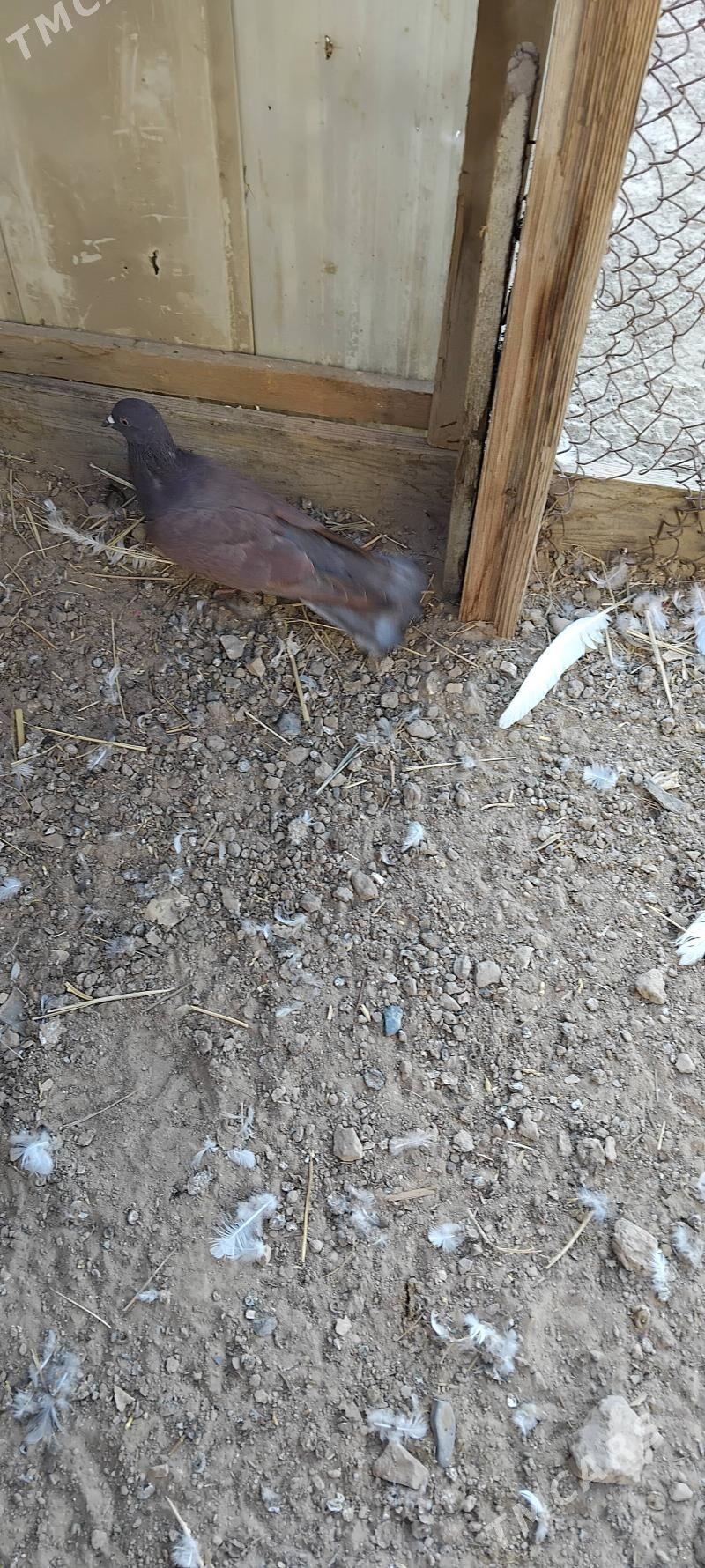 kepderi - Mary - img 6