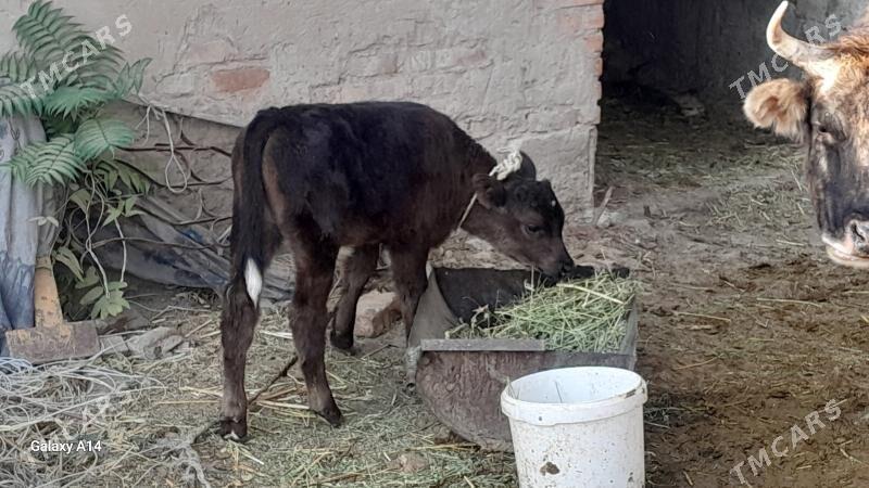 goleli sygyr - Бахарден - img 3