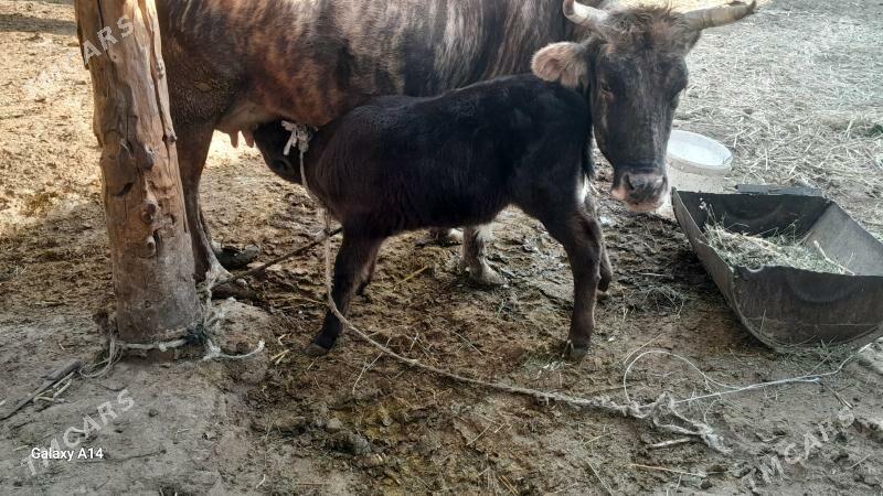 goleli sygyr - Бахарден - img 6