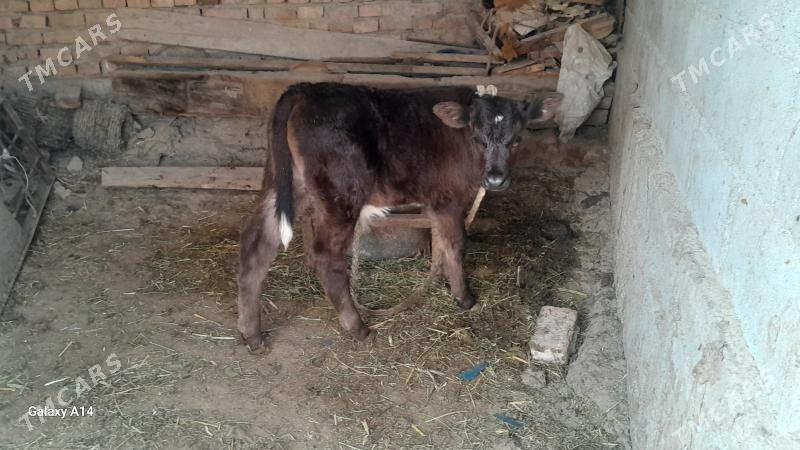 goleli sygyr - Бахарден - img 4