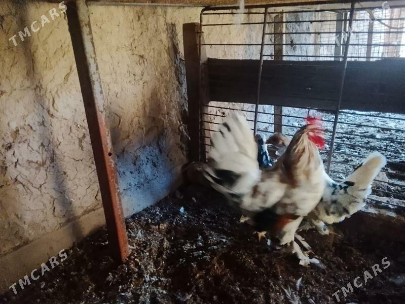 YAPONÇİK TOWUK ABMEN BAÝSU BLN - Чарджоу - img 3