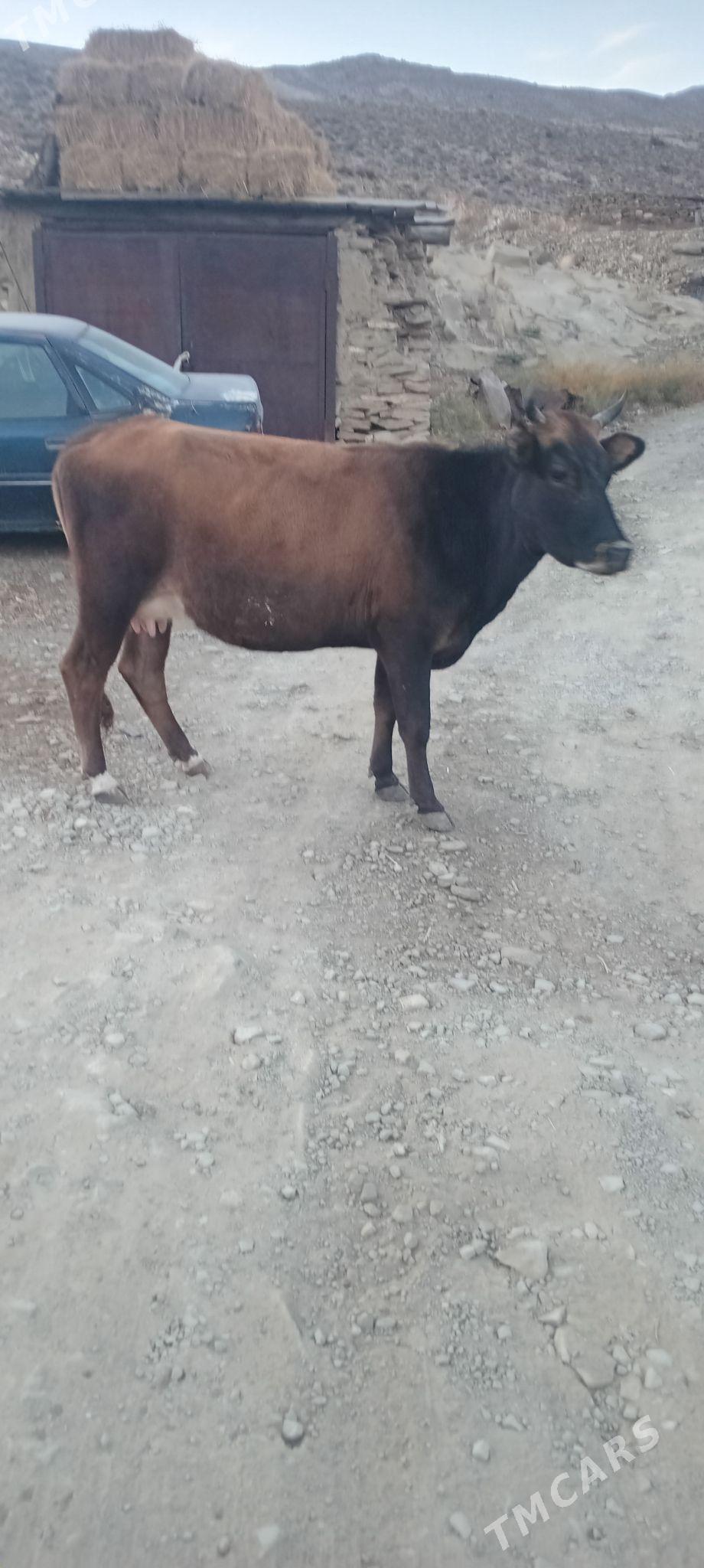 tohum sygyr - Бахарден - img 3