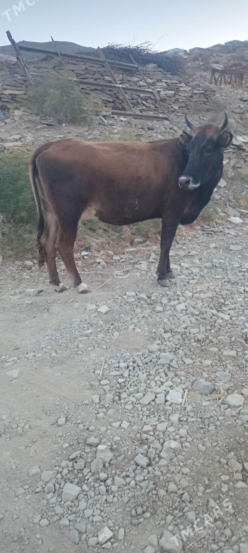 tohum sygyr - Бахарден - img 6