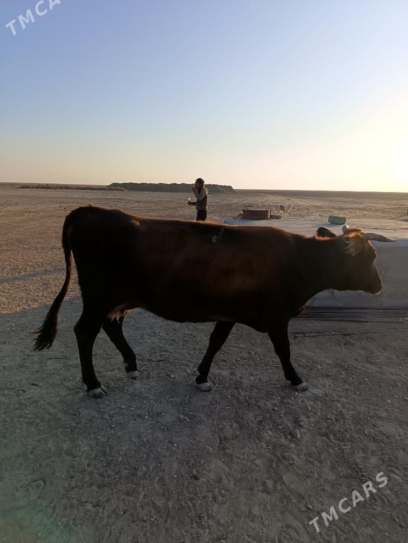 sygyr - Gumdag - img 2